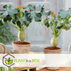 Set De 2 Jatropha Podagrica - Pot ⌀13cm - H.25-45cm (hauteur Pot Incluse) 7 Set De 2 Jatropha Podagrica - Pot ⌀13cm - H.25-45cm (hauteur Pot Incluse) -Promos Jardesia Magasin 628632b34fdc44.40632517