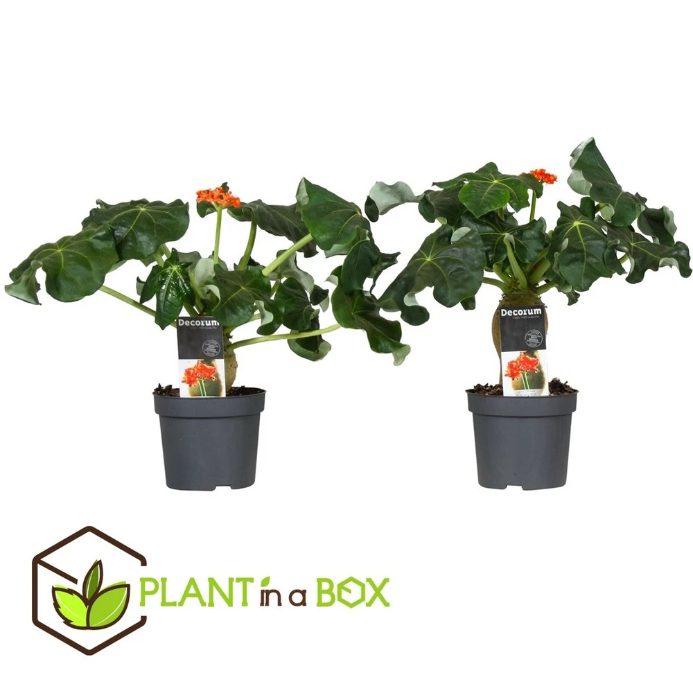 Set De 2 Jatropha Podagrica - Pot ⌀13cm - H.25-45cm (hauteur Pot Incluse) 2 Set De 2 Jatropha Podagrica - Pot ⌀13cm - H.25-45cm (hauteur Pot Incluse) – Image 2