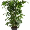 Caryota Mitis - Pot ⌀27 Cm - H. 120-130cm (hauteur Pot Incluse)