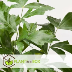 Caryota Mitis - Pot ⌀27 Cm - H. 120-130cm (hauteur Pot Incluse) 7 Caryota Mitis - Pot ⌀27 Cm - H. 120-130cm (hauteur Pot Incluse) -Promos Jardesia Magasin 628632b4a09989.02712162