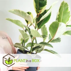 Ficus Elastica Tineke - Pot ⌀24cm - H.80-100cm (hauteur Pot Incluse) -Promos Jardesia Magasin 628632b95950e8.89576887