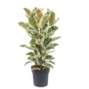 Ficus Elastica Tineke - Pot ⌀24cm - H.80-100cm (hauteur Pot Incluse)