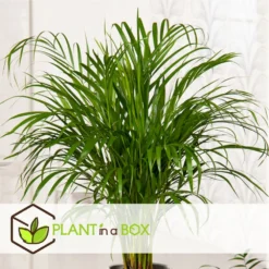 Palmier Areca - Pot ⌀27 Cm - H. 140-150cm (hauteur Pot Incluse) 6 Palmier Areca - Pot ⌀27 Cm - H. 140-150cm (hauteur Pot Incluse) -Promos Jardesia Magasin 628632bc4c2cc9.44668380