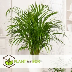 Palmier Areca - Pot ⌀27 Cm - H. 140-150cm (hauteur Pot Incluse) 7 Palmier Areca - Pot ⌀27 Cm - H. 140-150cm (hauteur Pot Incluse) -Promos Jardesia Magasin 628632bc506f44.58266034