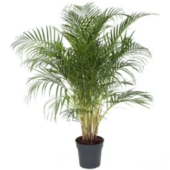 Palmier Areca - Pot ⌀27 Cm - H. 140-150cm (hauteur Pot Incluse)