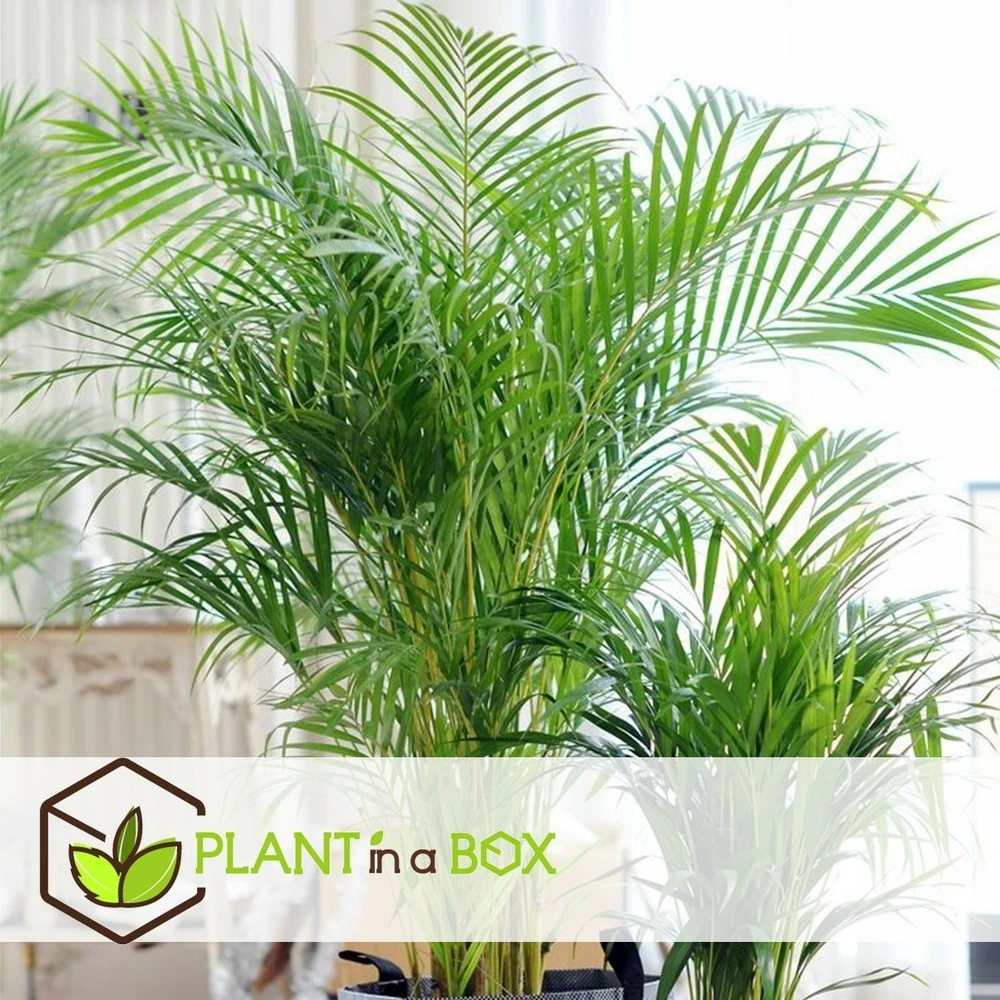 Palmier Areca - Pot ⌀27 Cm - H. 140-150cm (hauteur Pot Incluse) 2 Palmier Areca - Pot ⌀27 Cm - H. 140-150cm (hauteur Pot Incluse) – Image 2