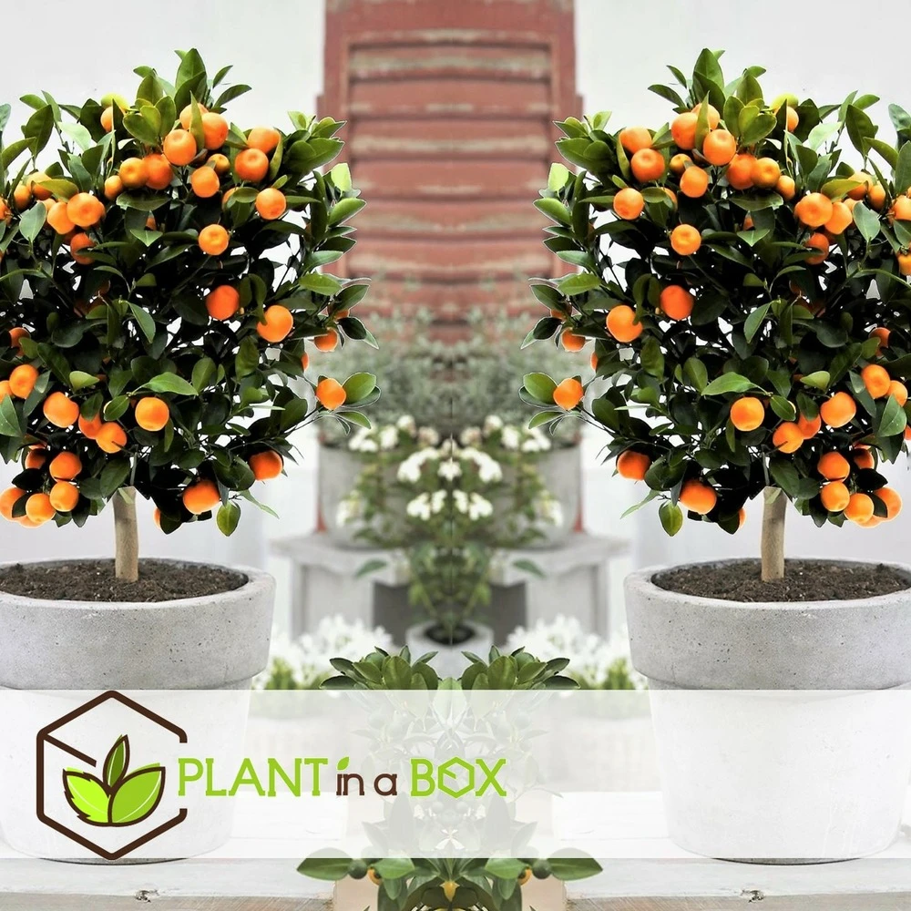 Assorti De 6 Citrus - Pot ⌀9 Cm - H.25-40cm (hauteur Pot Incluse) 2 Assorti De 6 Citrus - Pot ⌀9 Cm - H.25-40cm (hauteur Pot Incluse) – Image 2