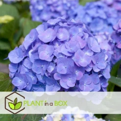 Set De 3 Hortensia Bleu - Pot ⌀9cm - H.25-40cm (hauteur Pot Incluse) -Promos Jardesia Magasin 628bcc61014936.22371850