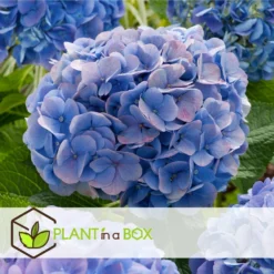 Set De 3 Hortensia Bleu - Pot ⌀9cm - H.25-40cm (hauteur Pot Incluse) -Promos Jardesia Magasin 628bcc610cf8c4.99397614