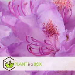 Assorti De 3 Rhododendron - Pot ⌀9cm - H.25-40cm (hauteur Pot Incluse) -Promos Jardesia Magasin 628bcc62089c45.24594978