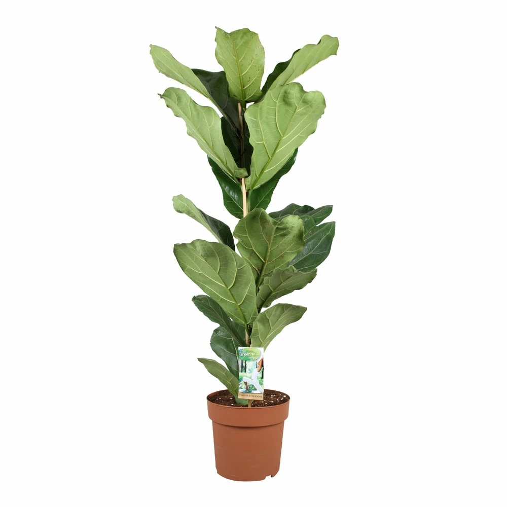 Ficus Lyrata - Pot ⌀21cm - H.90-110cm (hauteur Pot Incluse) 1 Ficus Lyrata - Pot ⌀21cm - H.90-110cm (hauteur Pot Incluse)