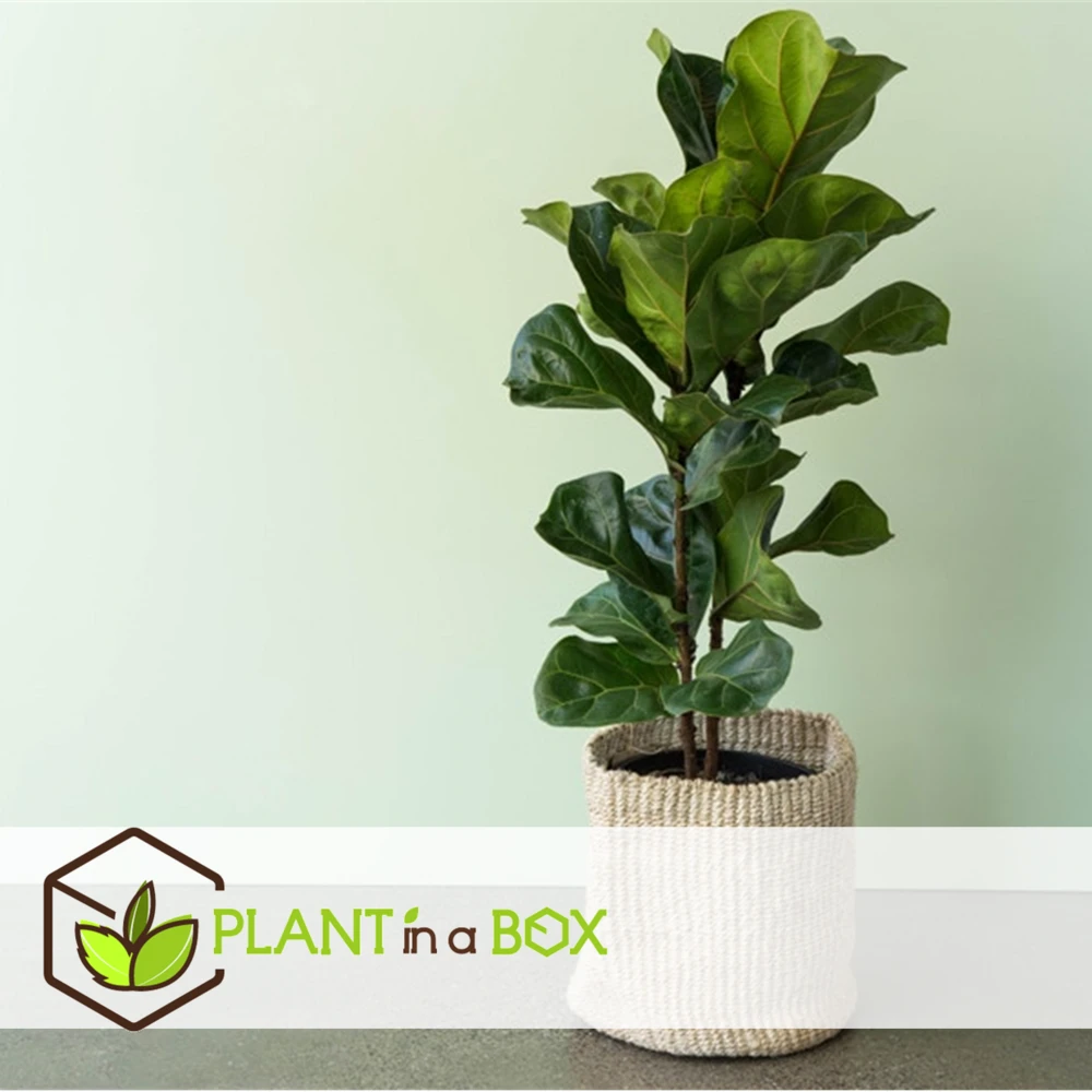 Ficus Lyrata - Pot ⌀21cm - H.90-110cm (hauteur Pot Incluse) 2 Ficus Lyrata - Pot ⌀21cm - H.90-110cm (hauteur Pot Incluse) – Image 2