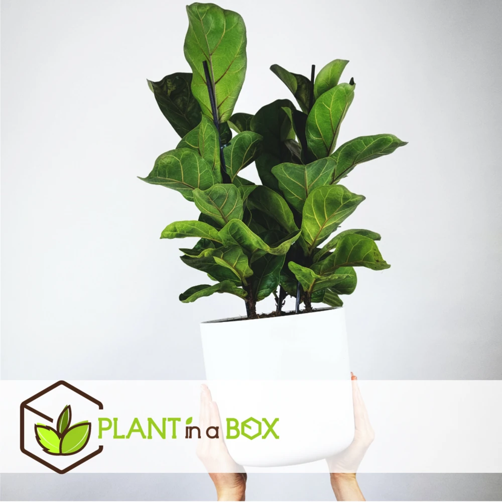 Ficus Lyrata - Pot ⌀21cm - H.90-110cm (hauteur Pot Incluse) 3 Ficus Lyrata - Pot ⌀21cm - H.90-110cm (hauteur Pot Incluse) – Image 3