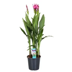 Curcuma - Pot ⌀19cm - H.80-100cm (hauteur Pot Incluse)
