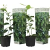 Set De 3 Citrus Lime - Pot ⌀9cm - H.25-40cm (hauteur Pot Incluse)