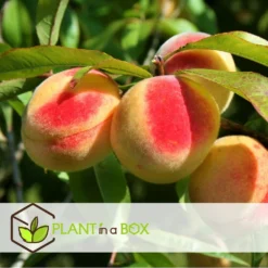 Arbre Fuitier - Pêcher - Pot ⌀15cm - H.60-70cm (hauteur Pot Incluse) -Promos Jardesia Magasin 628c216e0017c8.97624303