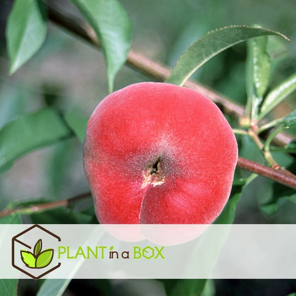 Pêcher De Vigne - Pot ⌀15cm - H.60-70cm (hauteur Pot Incluse) 4 Pêcher De Vigne - Pot ⌀15cm - H.60-70cm (hauteur Pot Incluse) – Image 4