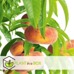 Pêcher De Vigne - Pot ⌀15cm - H.60-70cm (hauteur Pot Incluse) 6 Pêcher De Vigne - Pot ⌀15cm - H.60-70cm (hauteur Pot Incluse) -Promos Jardesia Magasin 628c216ed6d8f1.92904052