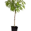 Pêcher De Vigne - Pot ⌀15cm - H.60-70cm (hauteur Pot Incluse)