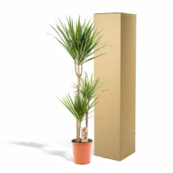 Dracaena Marginata - H120cm, ø21cm - Très Grande Plante D'intérieur 9 Dracaena Marginata - H120cm, ø21cm - Très Grande Plante D'intérieur -Promos Jardesia Magasin 62998f2c02076ed4