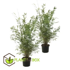 Set De 2 Bamboo "fargesia Nitida Gansu" - Pot ⌀17cm - H50-70cm (hauteur Pot In