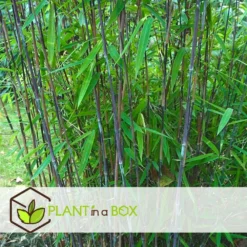 Set De 2 Bamboo "fargesia Nitida Gansu" - Pot ⌀17cm - H50-70cm (hauteur Pot In -Promos Jardesia Magasin 62d1061fb9aea0.25198330