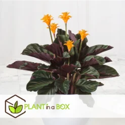 Calathea Crocata Tassmania - Pot ⌀14cm - H.40-50cm (hauteur Pot Incluse) -Promos Jardesia Magasin 6319dcdb341ff6.87274987