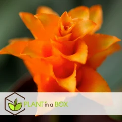 Calathea Crocata Tassmania - Pot ⌀14cm - H.40-50cm (hauteur Pot Incluse) -Promos Jardesia Magasin 6319dcdb3ed331.85501748