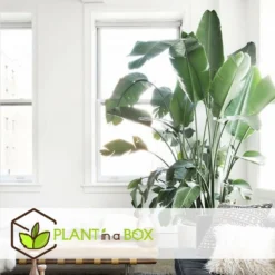 Strelitzia Nicolai Dans Panier- Pot ⌀17cm - H.55-70cm (hauteur Pot Incluse) 7 Strelitzia Nicolai Dans Panier- Pot ⌀17cm - H.55-70cm (hauteur Pot Incluse) -Promos Jardesia Magasin 631a34c70b7492.89645456