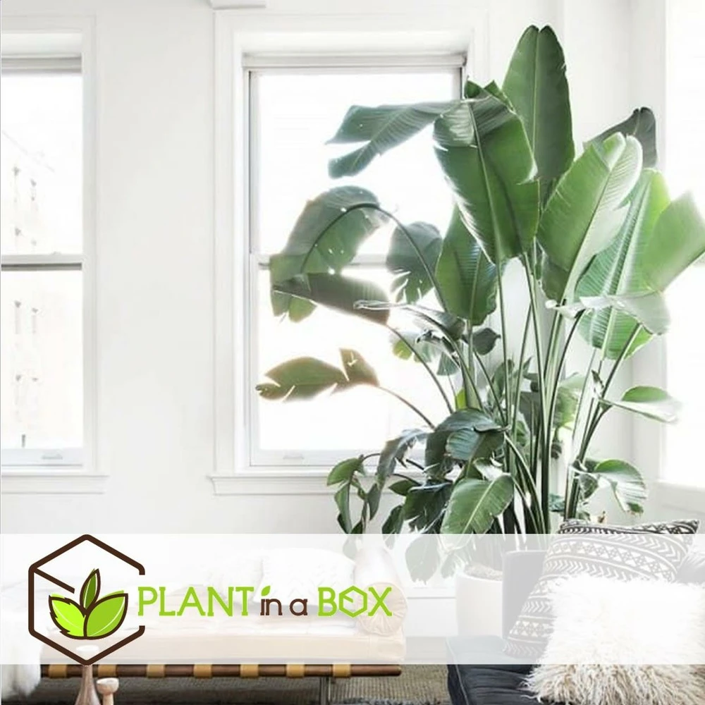 Strelitzia Nicolai Dans Panier- Pot ⌀17cm - H.55-70cm (hauteur Pot Incluse) 3 Strelitzia Nicolai Dans Panier- Pot ⌀17cm - H.55-70cm (hauteur Pot Incluse) – Image 3