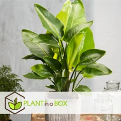 Strelitzia Nicolai Dans Panier- Pot ⌀17cm - H.55-70cm (hauteur Pot Incluse) 8 Strelitzia Nicolai Dans Panier- Pot ⌀17cm - H.55-70cm (hauteur Pot Incluse) -Promos Jardesia Magasin 631a34c7297023.78519061