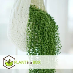 Senecio Rowleyanus - Pot ⌀12cm - H10-20cm (hauteur Pot Incluse) -Promos Jardesia Magasin 634f95fc5b6689.16972915