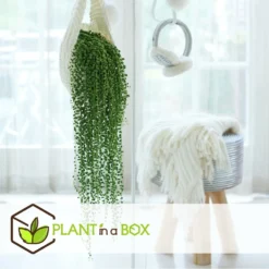 Senecio Rowleyanus - Pot ⌀12cm - H10-20cm (hauteur Pot Incluse) -Promos Jardesia Magasin 634f95fc612d81.59702573