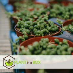 Senecio Rowleyanus - Pot ⌀12cm - H10-20cm (hauteur Pot Incluse) -Promos Jardesia Magasin 634f95fc72f312.77803963