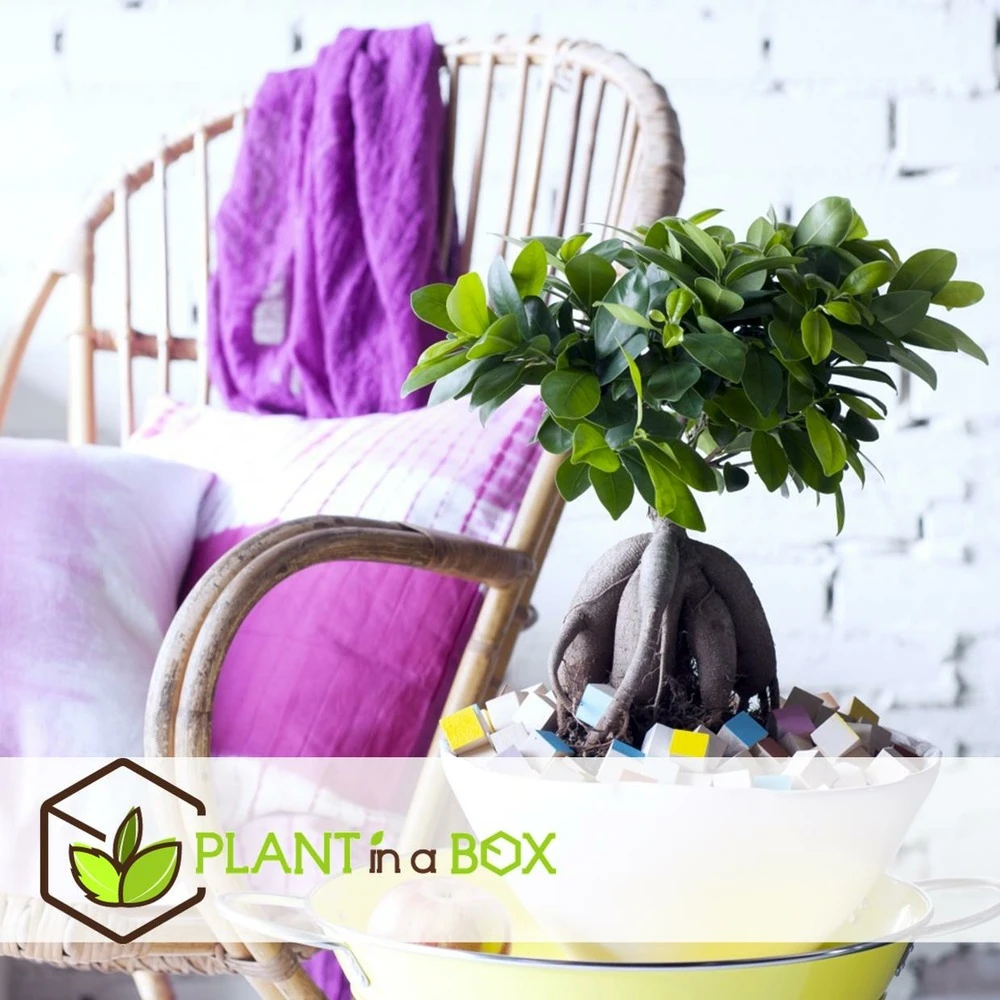 Bonsaï Ficus Ginseng - Pot ⌀12 Cm - H.30-40cm (hauteur Pot Incluse) 4 Bonsaï Ficus Ginseng - Pot ⌀12 Cm - H.30-40cm (hauteur Pot Incluse) – Image 4