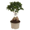 Bonsaï Ficus Ginseng - Pot ⌀12 Cm - H.30-40cm (hauteur Pot Incluse)