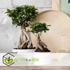 Bonsaï Ficus Ginseng - Pot ⌀12 Cm - H.30-40cm (hauteur Pot Incluse) 9 Bonsaï Ficus Ginseng - Pot ⌀12 Cm - H.30-40cm (hauteur Pot Incluse) -Promos Jardesia Magasin 635c1fb0b27d13.15474787