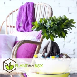 Set De 2 Bonsaï Ficus Ginseng - Pot ⌀12 Cm - H.30-40cm (hauteur Pot Incluse) 8 Set De 2 Bonsaï Ficus Ginseng - Pot ⌀12 Cm - H.30-40cm (hauteur Pot Incluse) -Promos Jardesia Magasin 635c1fb1ab8dc6.87141295