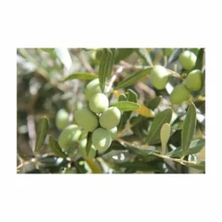 Terreau Pour Agrumes Et Plantes Méditerranéennes (lot De 3) 7 Terreau Pour Agrumes Et Plantes Méditerranéennes (lot De 3) -Promos Jardesia Magasin 635ff12dc9b545.94407620