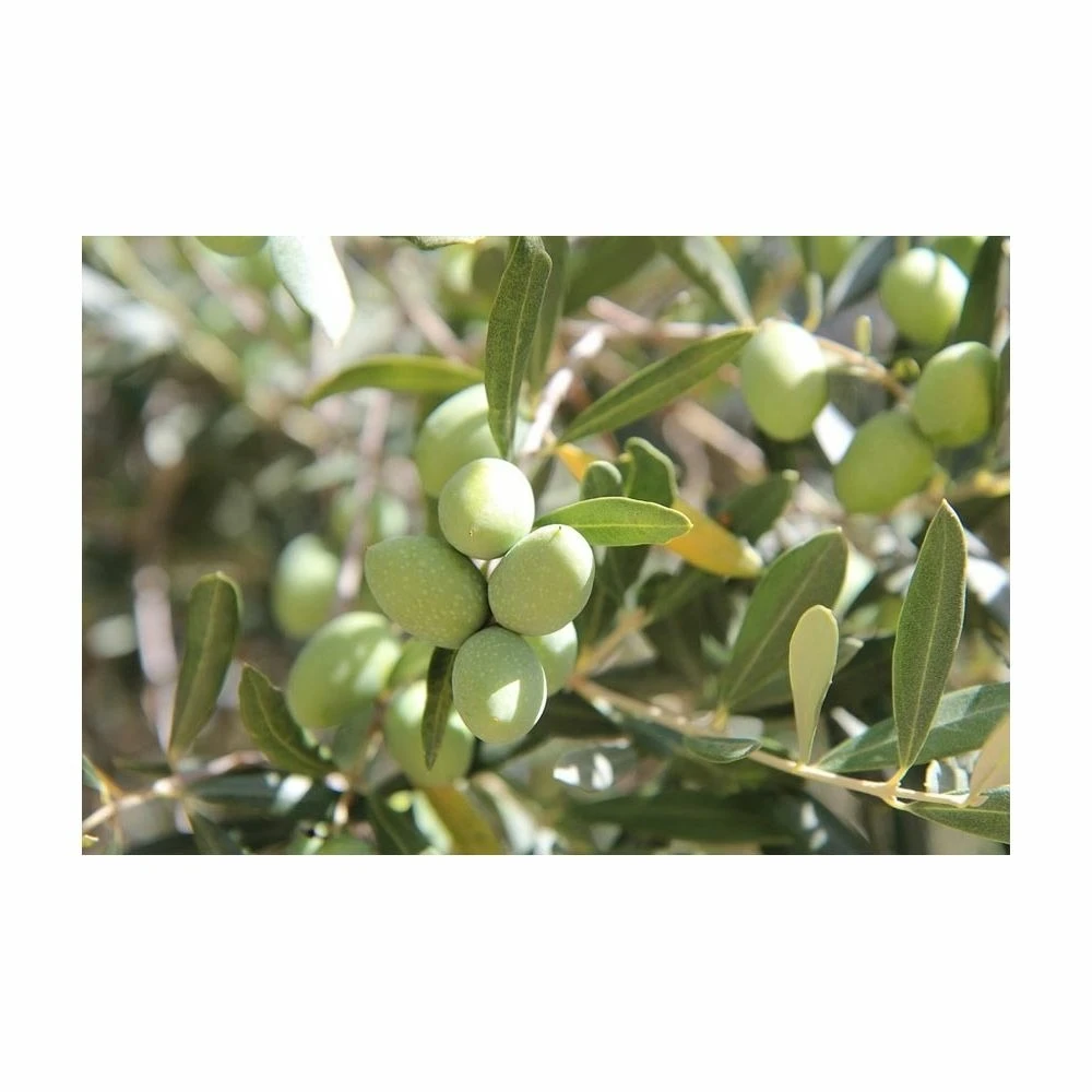 Terreau Pour Agrumes Et Plantes Méditerranéennes (lot De 3) 4 Terreau Pour Agrumes Et Plantes Méditerranéennes (lot De 3) – Image 4