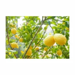 Terreau Pour Agrumes Et Plantes Méditerranéennes (lot De 3) 6 Terreau Pour Agrumes Et Plantes Méditerranéennes (lot De 3) -Promos Jardesia Magasin 635ff12dcdfb74.33452294