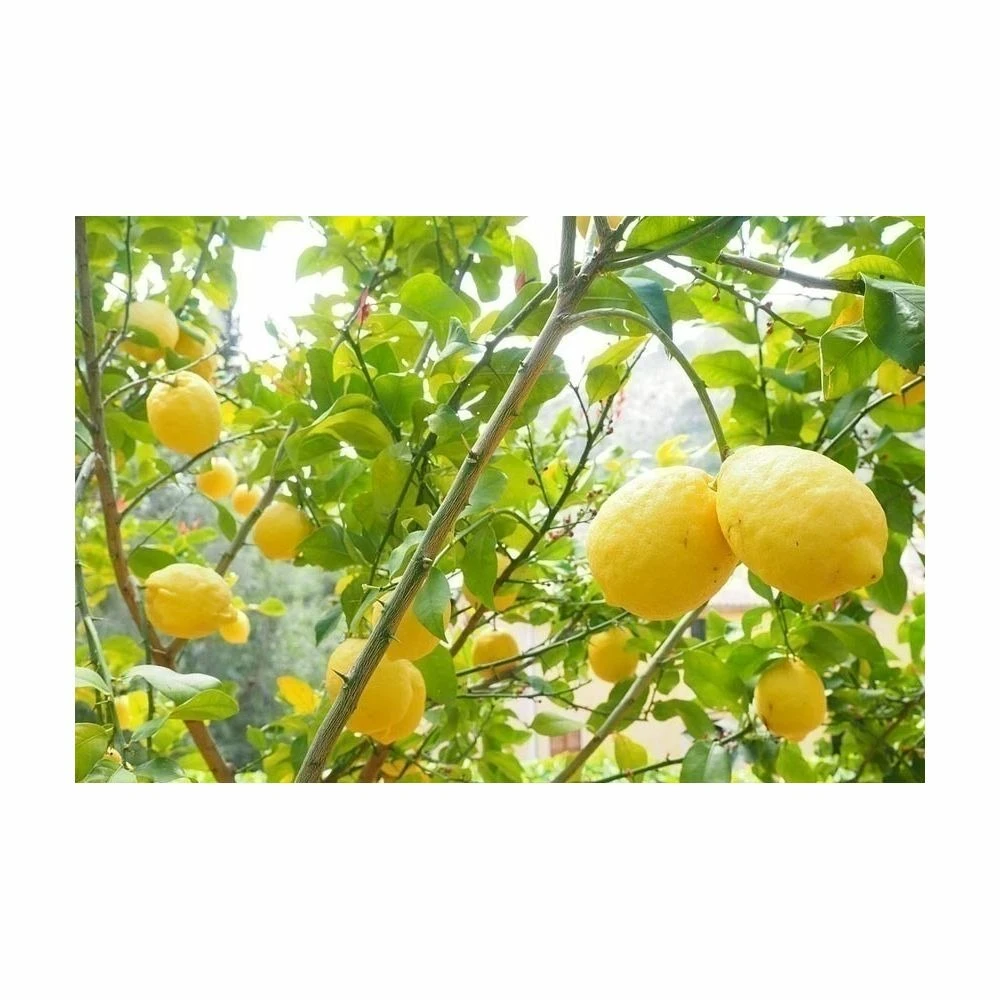 Terreau Pour Agrumes Et Plantes Méditerranéennes (lot De 3) 3 Terreau Pour Agrumes Et Plantes Méditerranéennes (lot De 3) – Image 3