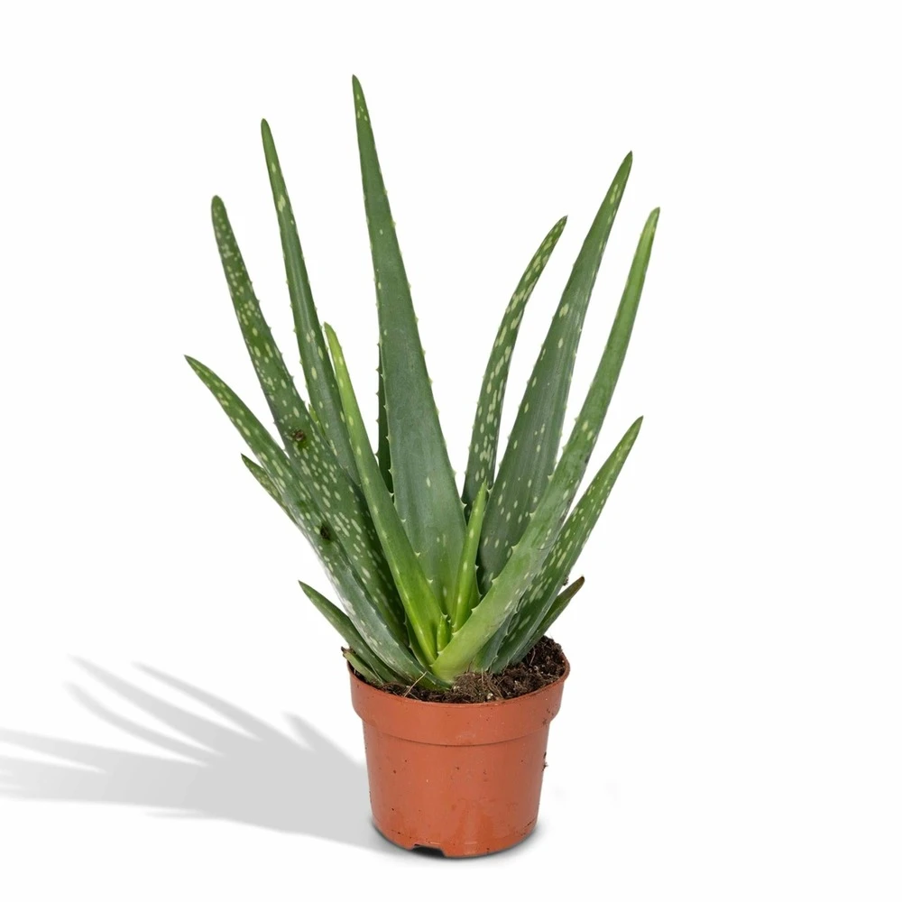 Aloe Vera - H30cm, ø12cm - Plante D'intérieur Succulente 1 Aloe Vera - H30cm, ø12cm - Plante D'intérieur Succulente