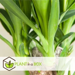 Set De 3 Mini Palmiers D'intérieur - Pot ⌀12cm - H25-40cm (hauteur Pot Incluse) 9 Set De 3 Mini Palmiers D'intérieur - Pot ⌀12cm - H25-40cm (hauteur Pot Incluse) -Promos Jardesia Magasin 63640c4055cf66.24697889