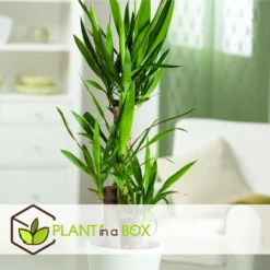 Set De 3 Mini Palmiers D'intérieur - Pot ⌀12cm - H25-40cm (hauteur Pot Incluse) 11 Set De 3 Mini Palmiers D'intérieur - Pot ⌀12cm - H25-40cm (hauteur Pot Incluse) -Promos Jardesia Magasin 63640c405b5bc5.95212273