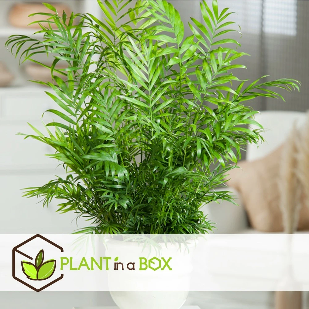 Set De 3 Mini Palmiers D'intérieur - Pot ⌀12cm - H25-40cm (hauteur Pot Incluse) 6 Set De 3 Mini Palmiers D'intérieur - Pot ⌀12cm - H25-40cm (hauteur Pot Incluse) – Image 6