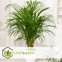 Set De 3 Mini Palmiers D'intérieur - Pot ⌀12cm - H25-40cm (hauteur Pot Incluse) 13 Set De 3 Mini Palmiers D'intérieur - Pot ⌀12cm - H25-40cm (hauteur Pot Incluse) -Promos Jardesia Magasin 63640c407ee146.71069969