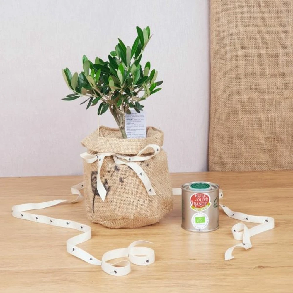 Coffret D'un Olivier, Symbole D'abondance Et Sagesse, Avec Son Huile D'olive Bio 1 Coffret D'un Olivier, Symbole D'abondance Et Sagesse, Avec Son Huile D'olive Bio