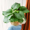 Plante D'intérieur - Calathea Orbifolia L 70cm