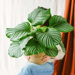 Plante D'intérieur - Calathea Orbifolia L 70cm